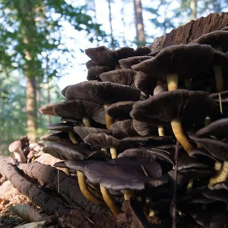 Boshuis Krekeltje * Putten