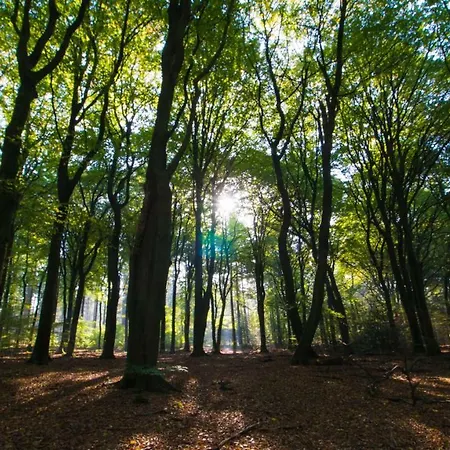 Boshuis Krekeltje Vakantiehuis
