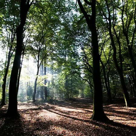 Vakantiehuis Boshuis Krekeltje