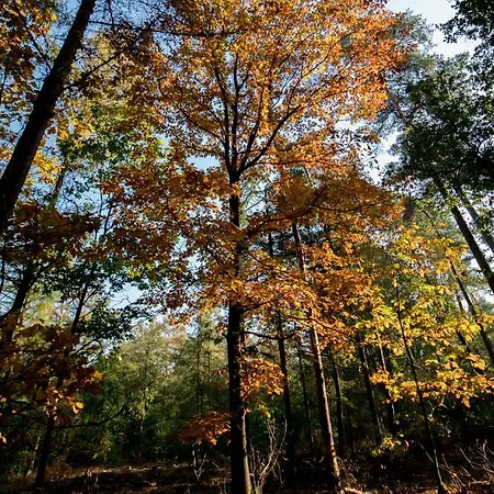 Boshuis Krekeltje Holiday home Putten